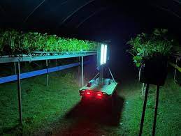 UV ve Robot Teknolojisi Bahçecilikte Külleme Hastalığını Önlüyor