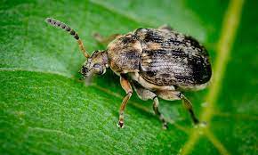 Baklagil Tohum Böceği İle Mücadele