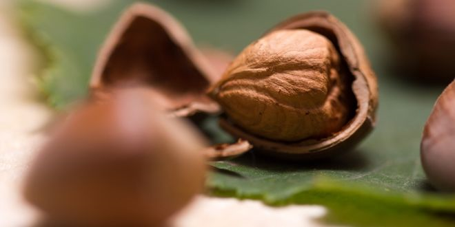 Fındık Alım Fiyatları Açıklandı