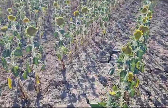 Trakya da Ayçiçeği Bücür Kaldı Zarar Büyük