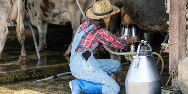 Toplanan İnek Sütü Miktarı Haziran'da Arttı