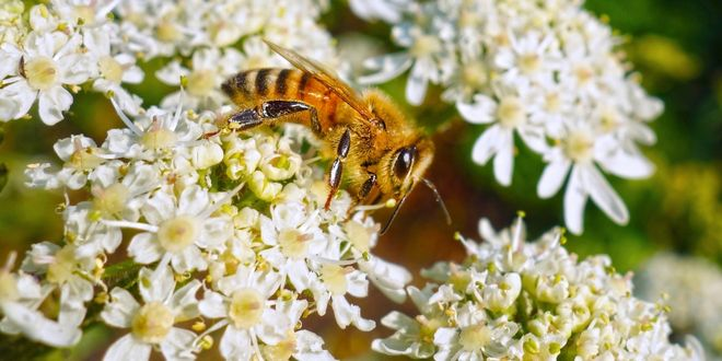 Hava Kirliliği Arıların Çiçekleri Bulma Yeteneğini Nasıl Etkiliyor