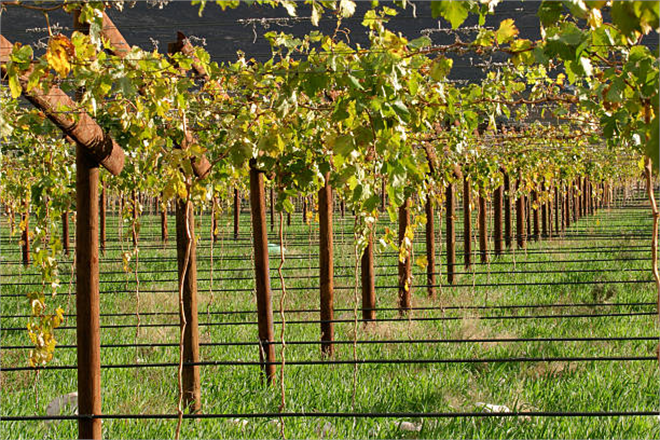 Yükselen Tuz Sorununa Karşı Doğanın Cevabı Yabani Asma