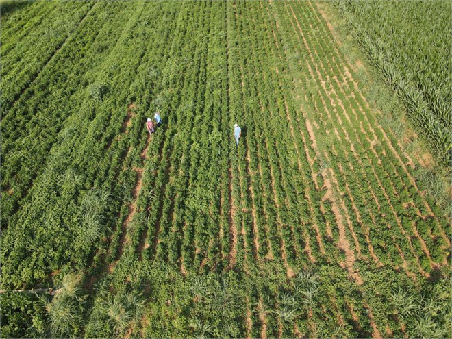 Muğla`da Toprak Anaları: Ata Tohumlarından 30 Milyon Lira Kazanç!