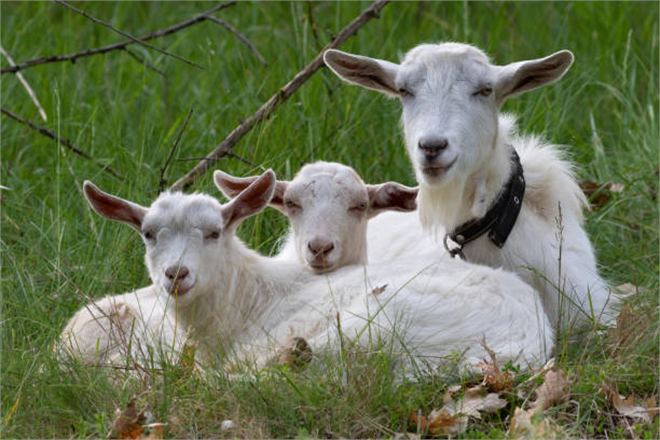 Küçükbaş Hayvancılık Destekleri Sektör İçin Büyük Bir Adım