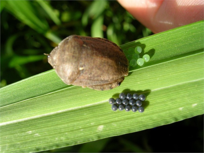 Süne ile Mücadele!