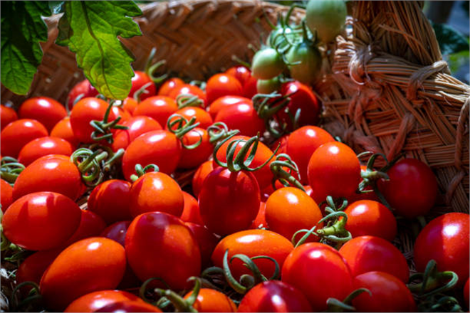 Kiraz ve Domates İhracatı Patladı