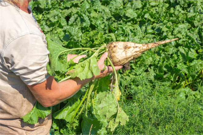Pancar Üreticileri İçin 728 Milyon TL Yolda