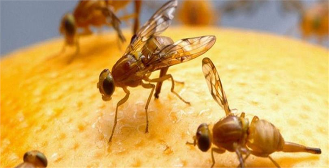 Akdeniz Meyve Sineği ile Mücadele