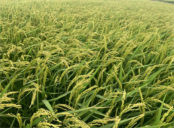 Çeltik Üreticisi Hasat Öncesi Endişeli