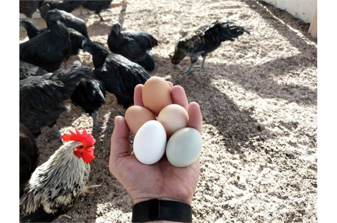 Yeni Araştırma Kanatlı Hayvanların Beslenme Enerjisi İle Yumurta Üretimi Arasında bir Kopukluk Olduğunu Ortaya Koyuyor