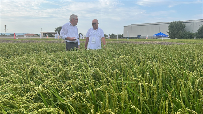 Türkiye de Çeltik ve Pirincin 100 Yıllık Serüveni