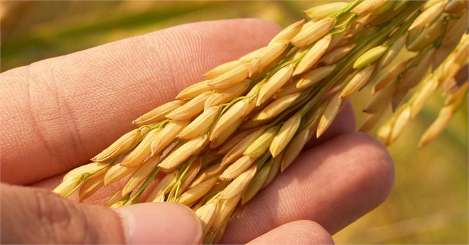 Pestisitlerin Sonu mu? Bitkileri Hastalıklardan Koruyan Yeni Bir Yaklaşım