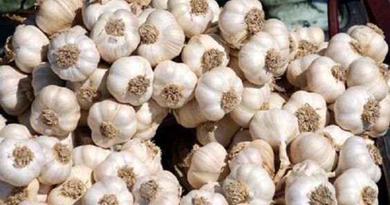 Araban Sarımsağına AB`den Coğrafi İşaret Tescili