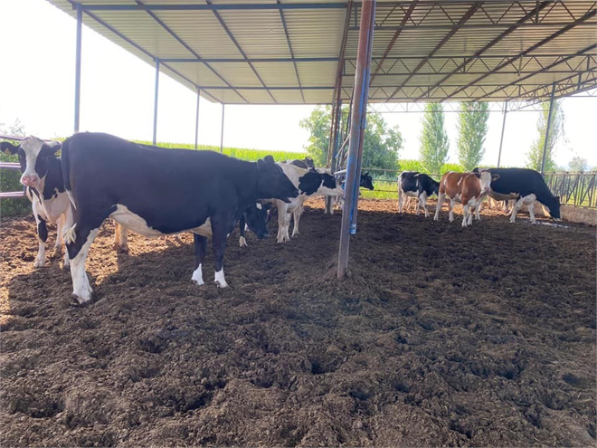 Niğde Süt Üreticileri Ulusal Süt Konseyi nin Yeni Fiyatına Tepki Gösterdi