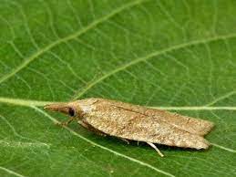 Bağda Dürmece Bağ Pirali ile Mücadele