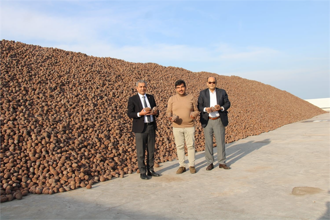 Koçarlı Türkiye nin Künar Üretimindeki Parlayan Yıldızı