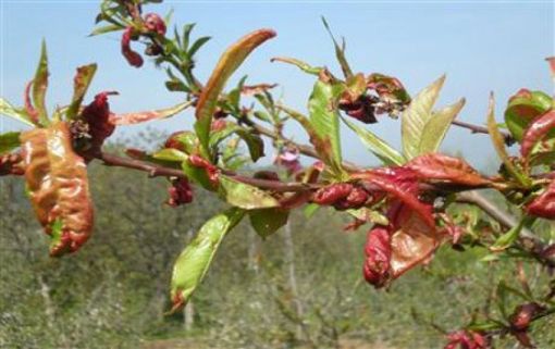 Şeftali Klok Hastalığı ile Mücadele
