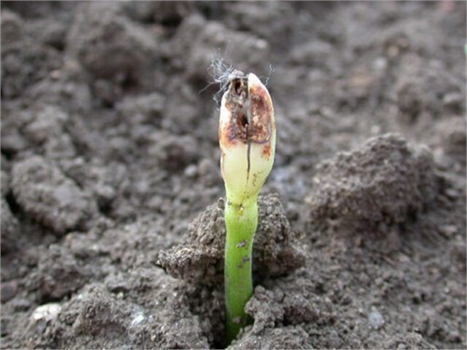 Çökerten Hastalığı ile Mücadele