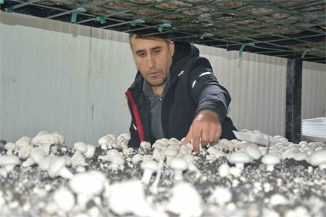 Orhan Kaçmaz`ın Mantar Üretim Tesisi, Bitlis ve Çevre İllerin Taleplerini Karşılıyor