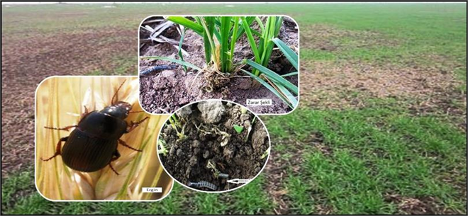 Zabrus Zararlısı ile Mücadele