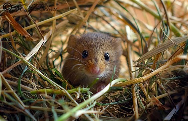 Tarla Faresi ile Mücadele