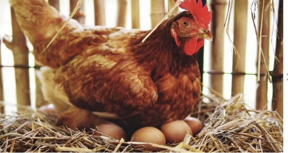 Aralık Ayında Tavuk Yumurtası Üretimi Rekor Kırdı