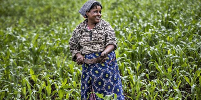 Teknoloji ve İnovasyonla Afrika`nın Tarımını Güçlendirmek