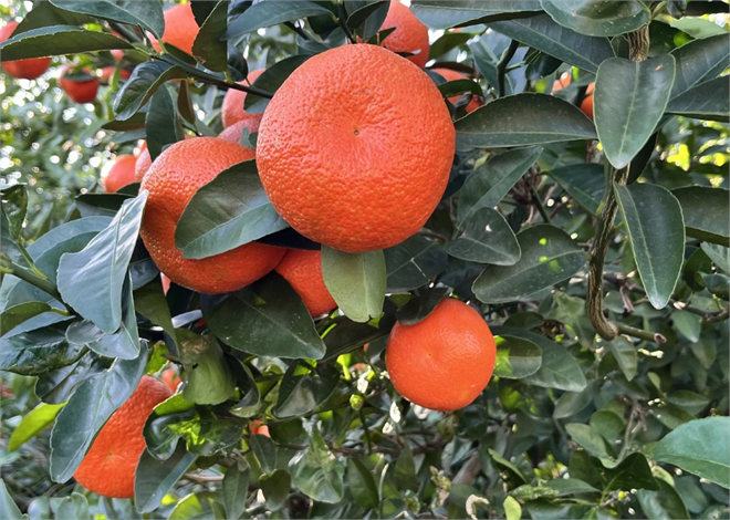 Turunçgil Yeşillenme Hastalığına Karşı Adana`da Çiftçilerin Çığlığı