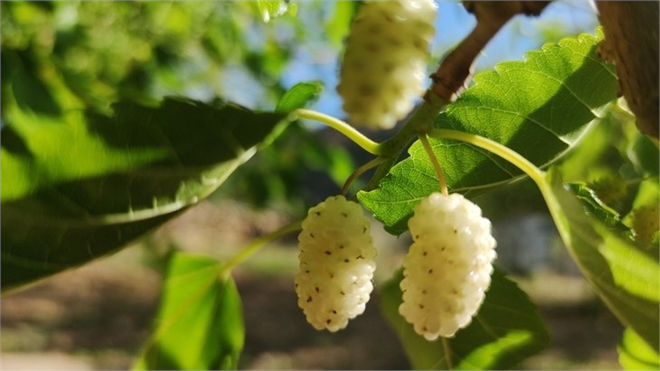Dut Kabuklubiti ile Mücadele