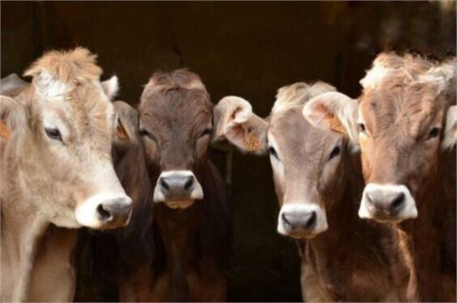 Desteklemeler Ödeniyor