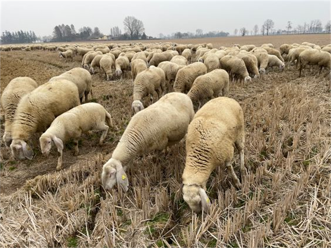 Hayvancılık Desteklemeleri Ödeniyor