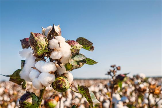Desteklemeler Ödeniyor