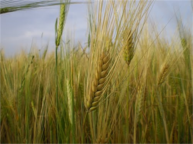 Çiftçilerin İstediği Buğday Taban Fiyatı En Az 15 TL Prim Desteği Arttırılsın