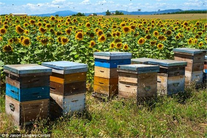 Arı Ürünleri İçin Yeni Düzenlemeleri Yayımladı