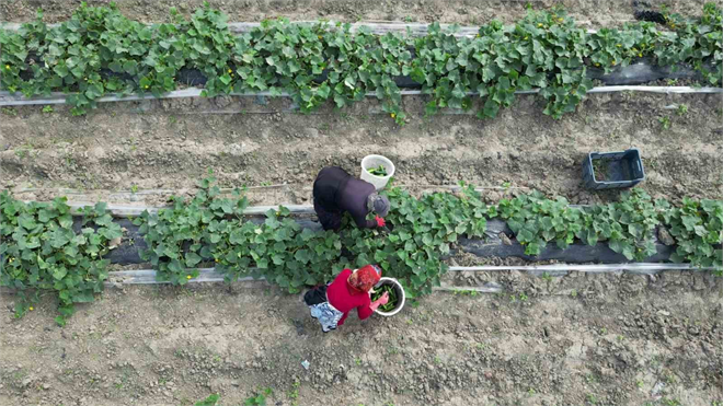 Hatay&#39;da Salatalık Hasadı Başladı, Kilosu 30 TL!