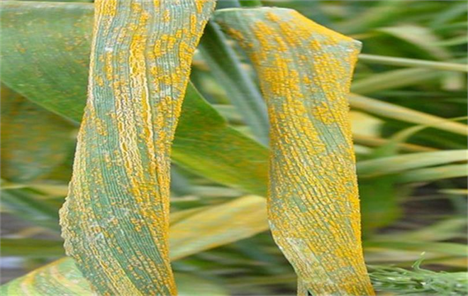 Buğday Pas Hastalıkları ile Mücadele