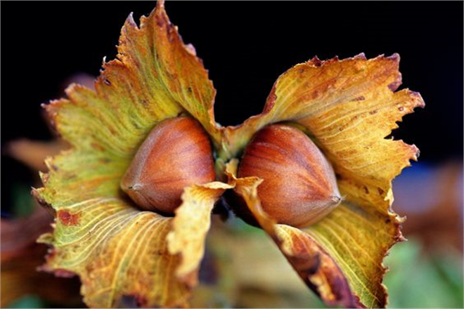 Fındıkta Şaşırtıcı Atılım: 2024 Yılında Sektör Çalkalanıyor!