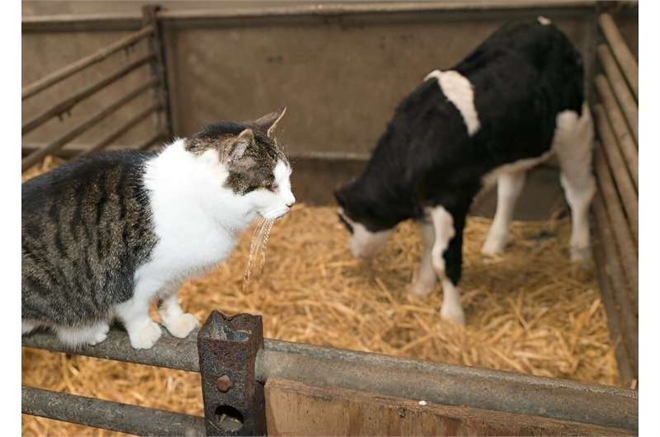 Teksas`ta Mandıra Çiftliğinde Kuş Gribi İneklerden Kedilere Bulaştı: Ölümler Artıyor