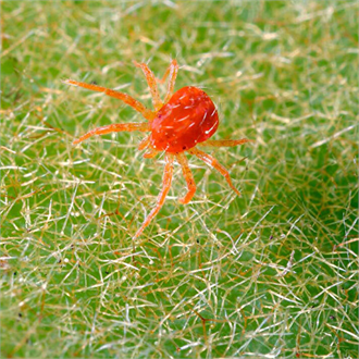 Kırmızı Örümcek ile Mücadele!