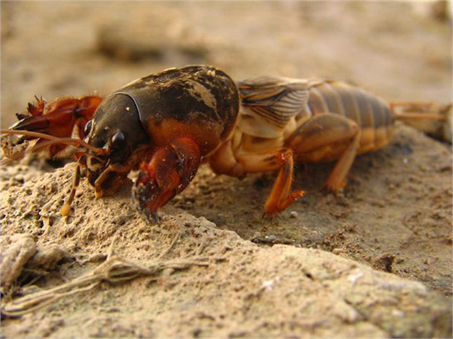 Danaburnu ile Mücadele