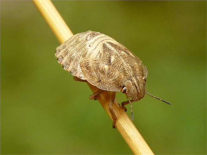 Süne Zararlısı ile Mücadele