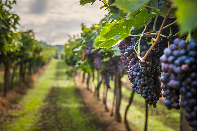 Bağ Salkım Güvesi ile Mücadele
