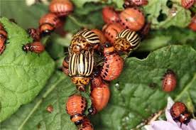 Patates Böceği ile Mücadele!