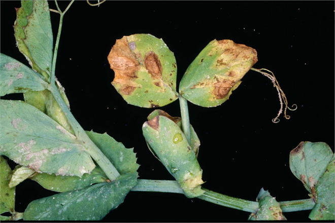 Bezelyede Mildiyö ile Mücadele!