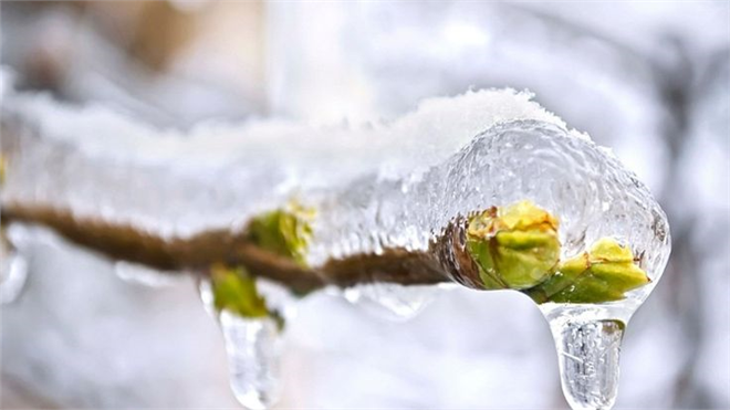 Çiftçilere Zirai Don Eğitimi Verilecek!