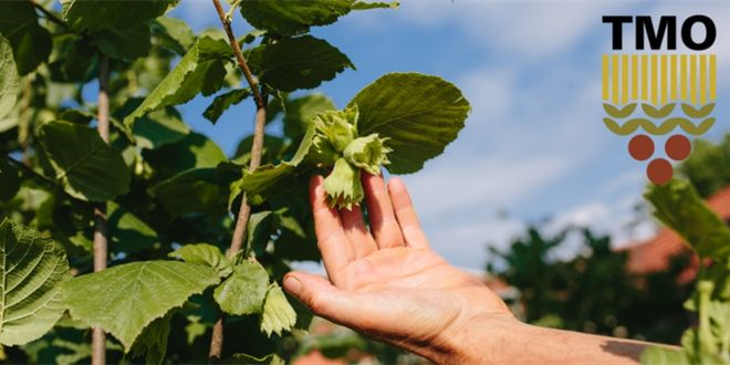 2025-2026 Sezonu Kabuklu Fındık Alım Fiyatları Belirlendi!