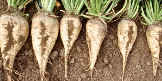 Türkiye Şeker Fabrikaları AŞ`nin 2025-2026 Üretim Yılı Pancar Alım Fiyatı Belirlendi!