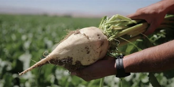 Çiftçilere 2 Milyar 465 Milyon TL Çapa Avansı!