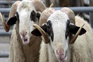 SÜRÜYE HER KATILANA DESTEK